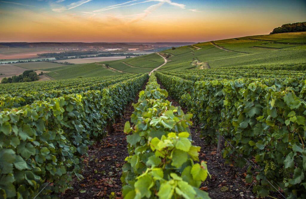 【產區介紹】輕鬆了解法國葡萄酒產區：最具代表性的六個產區與風味指南