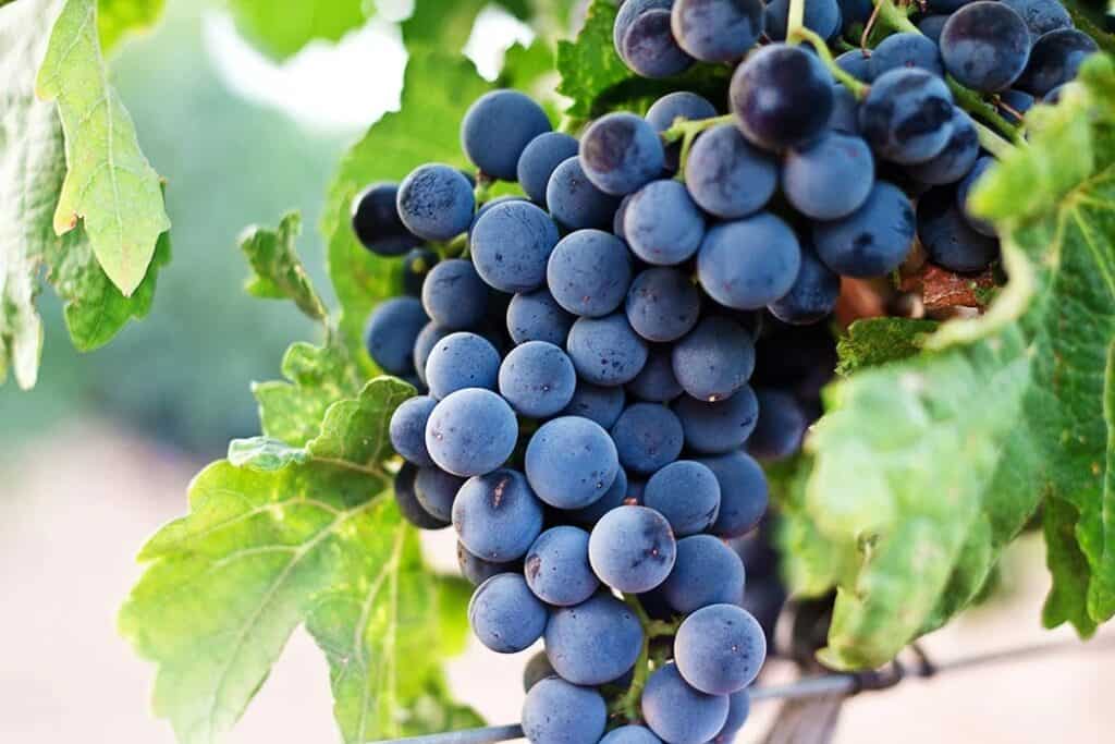 【新手指南】世界主要的葡萄酒品種：紅酒葡萄品種