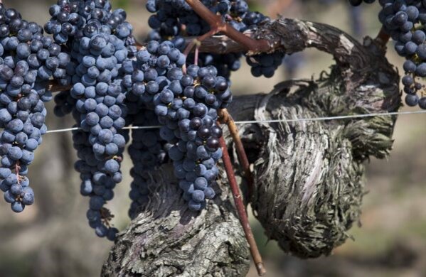 【葡萄酒知識】老藤葡萄酒：捕捉世紀的風土之美
