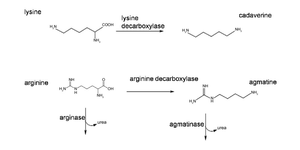 WineSulfites 05