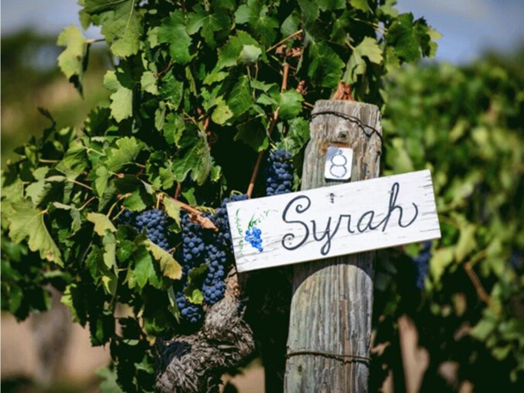 【葡萄品種介紹】澳洲希哈：新舊世界的接合點 （Syrah / Shiraz）