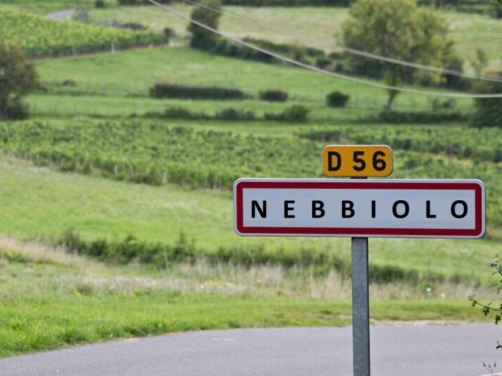 【葡萄品種介紹】發掘義大利紅寶石：內比歐露（Nebbiolo）