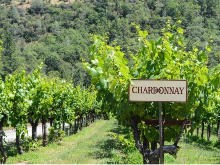 【葡萄品種介紹】夏多內：傳遞風土的使者（Chardonnay）